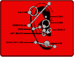 This is a picture showing all the various types of piercings one can get on an ear.