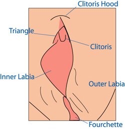 This is a picture which labels all the parts of the vagina that are commonly pierced, including the: inner and outer labia; clitoris; clitoris hood; and fourchette.